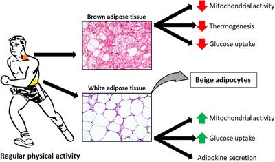Effect of Exercise on Fatty Acid Metabolism and Adipokine Secretion in Adipose Tissue